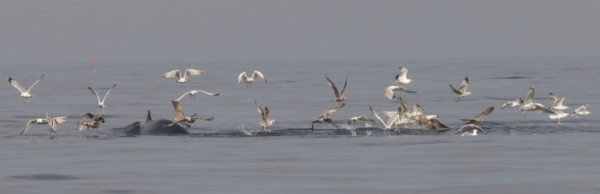 Feeding Frenzy, Gulls & Minke Whale - Staithes 2 August 2024 © Richard Baines