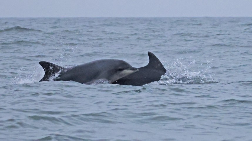 Bottle-nosed Dolphins - Staithes 21 September 2024 © Richard Baines