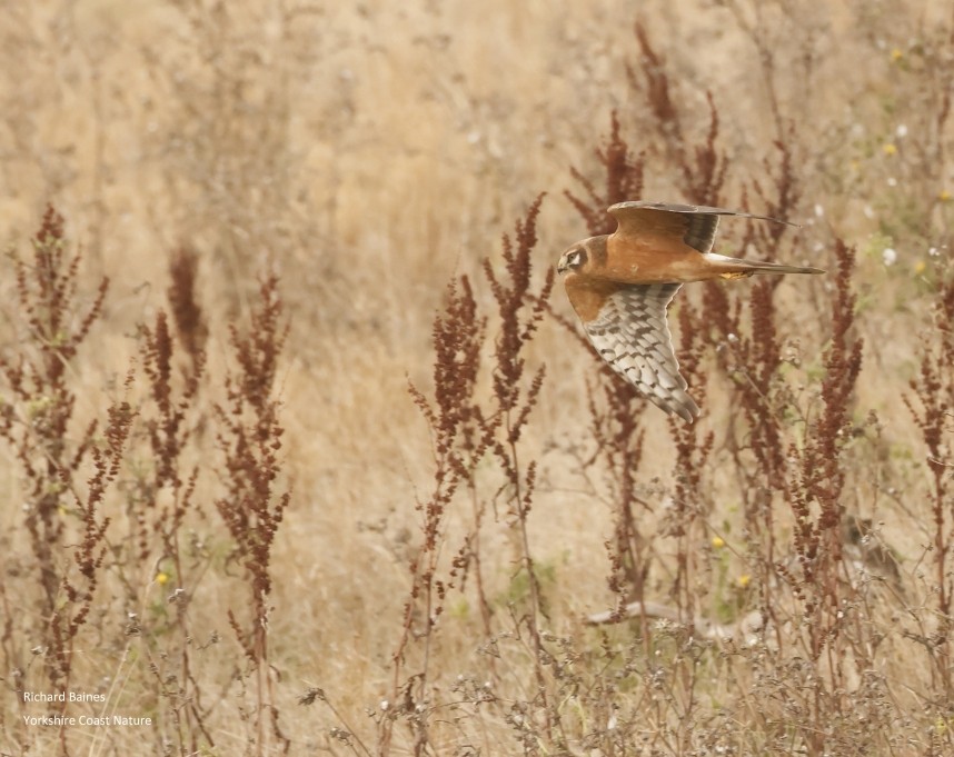 Pallid Harrier - Outstrays 29 September 2024 © Richard Baines