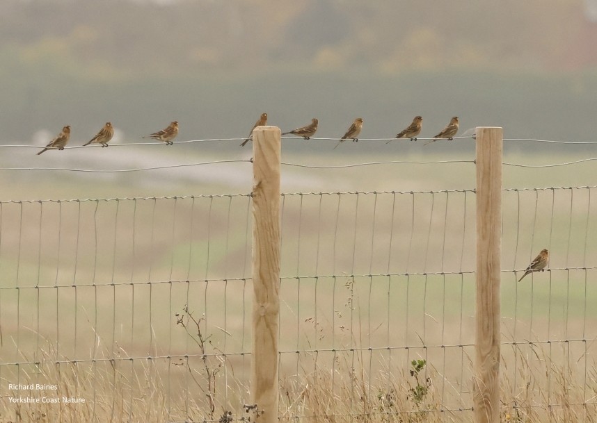 Twite - Outstrays November 2024 © Richard Baines
