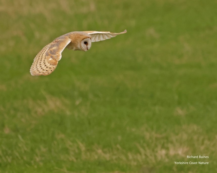 Barn Owl - Spurn November 2024 © Richard Baines