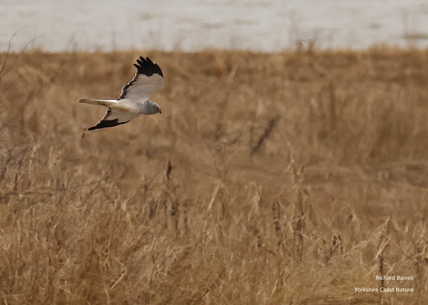 Hen Harrier (male) - Outstrays 31 October 2024 © Richard Baines