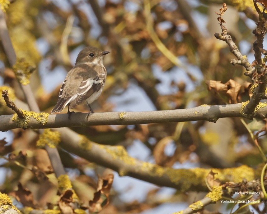 Pied Flycatcher - Spurn 2024 © Richard Baines