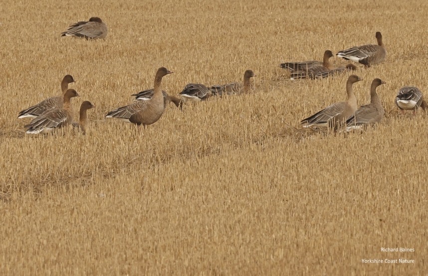 Pink-footed Geese - Holmpton near Spurn October 2024 © Richard Baines