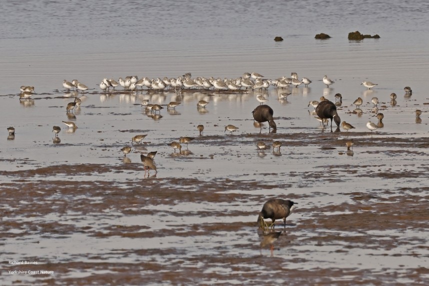 Sanderling and Brent Geese - Spurn October 2024 © Richard Baines