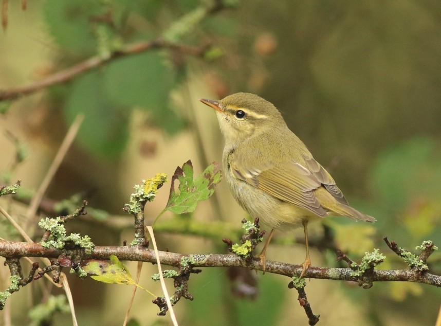Arctic Warbler - Spurn 2024 © Mark Pearson