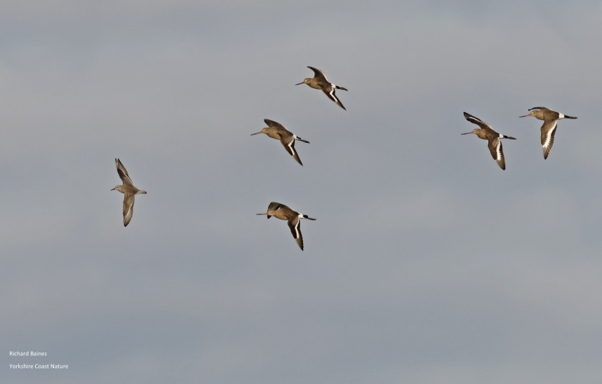 Knot and Black-tailed Godwits - Kilnsea Wetlands October 2024 © Richard Baines