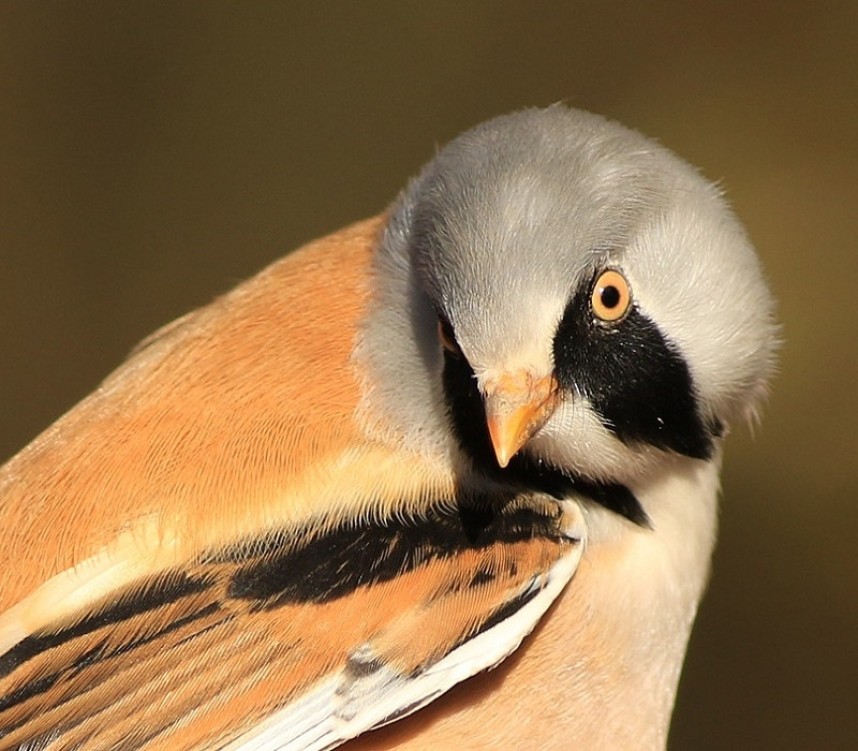 Bearded Tit - Spurn 2024 © Mark Pearson
