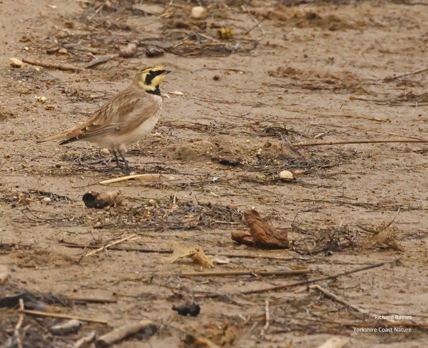 Shore Lark - Spurn November 2024 © Richard Baines