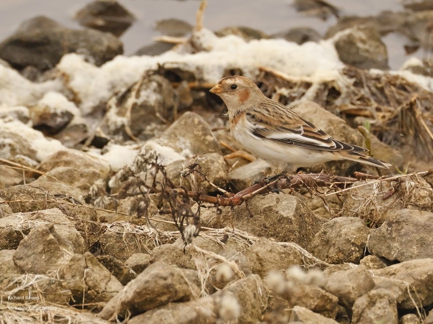 Snow Bunting - Beacon Ponds Spurn November 2024 © Richard Baines