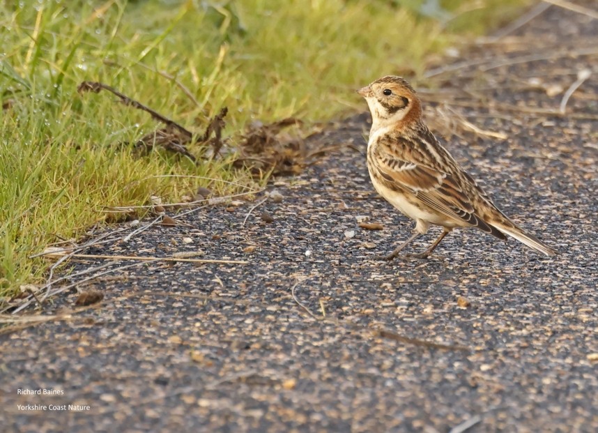 Lapland Bunting - Outstrays 29 November 2024 © Richard Baines