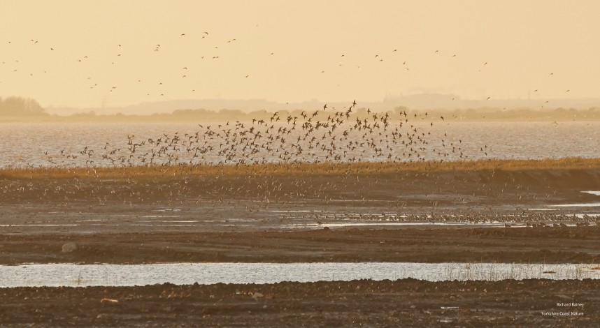 Waders over Outstrays 29 November 2024 © Richard Baines