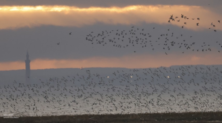 Waders over Outstrays 30 November 2024 © Richard Baines