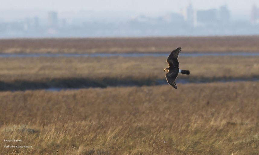 Hen Harrier over Humber Saltmarsh at Stone Creek © Richard Baines