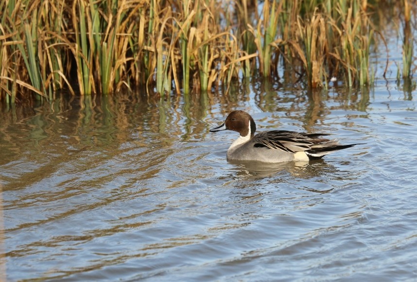 Pintail (male) © Richard Baines