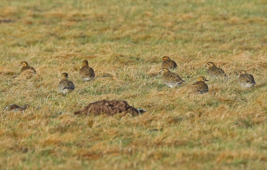 Golden Plover in the Lower Derwent Valley - York © Richard Baines