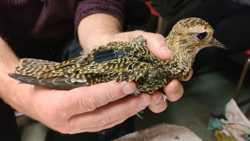 Golden Plover tagging © Craig Ralston Natural England