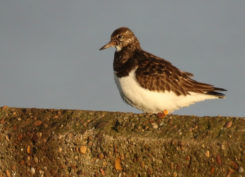 Turnstone - Whitby 12 November 2024 © Richard Baines