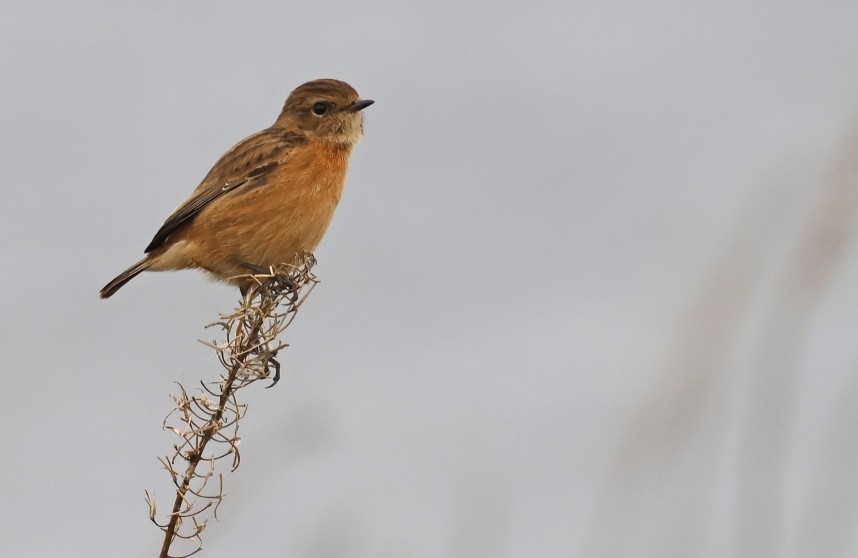 European Stonechat - Sandsend 12 Nov 2024 © Richard Baines