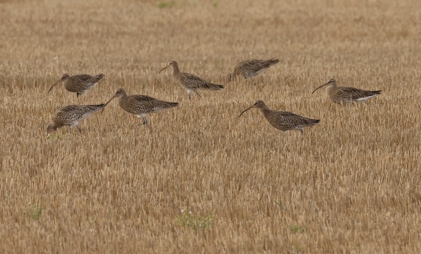 Eurasian Curlews - 12 Nov 2024 © Richard Baines