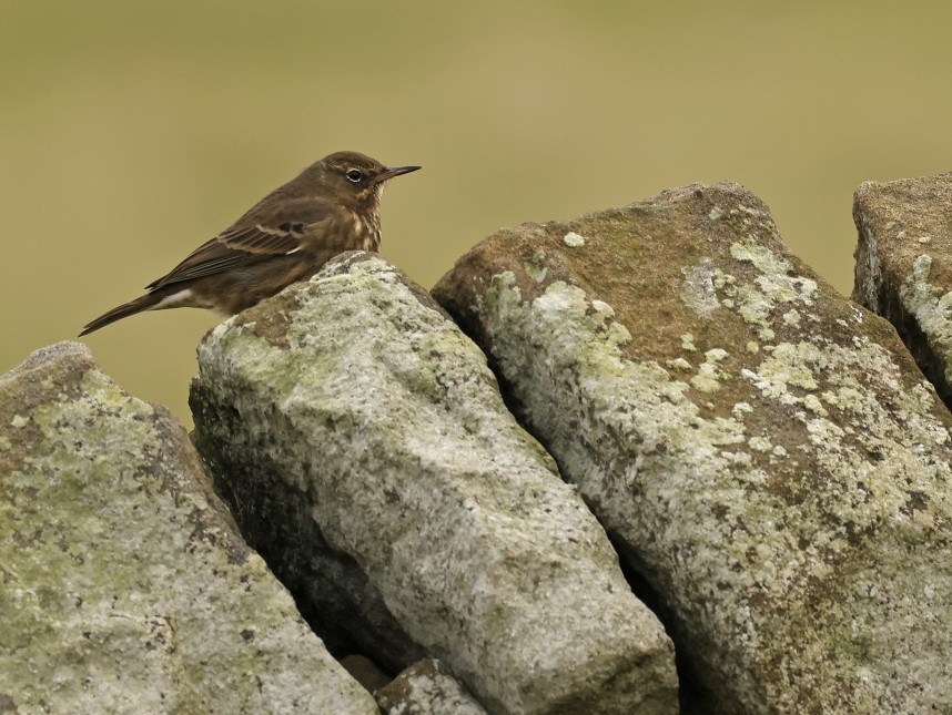 Rock Pipit - Rain Dale 12 Nov 2024 © Richard Baines