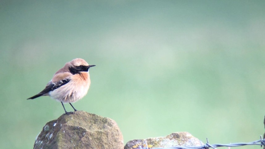 Desert Wheatear - Whitby 26 January 2018 © Richard Baines