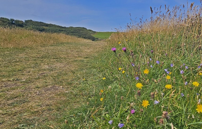 Wild Flower Meadow - Hawsker Bottoms 17 August 2024 © Richard Baines