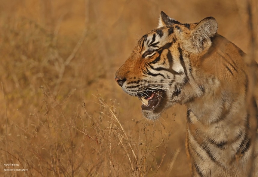 Bengal Tiger - Ranthambore 14 Dec 2024 © Richard Baines