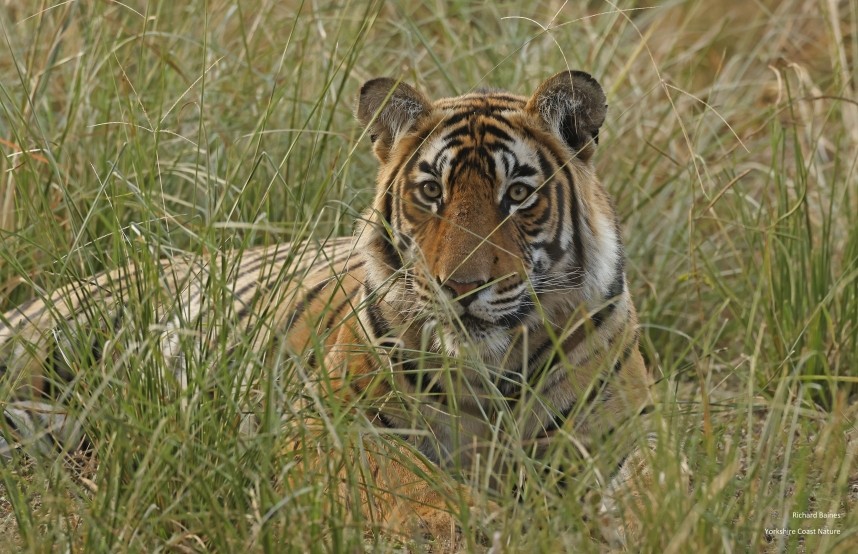 Bengal Tiger - Ranthambore 13 Dec 2024 © Richard Baines
