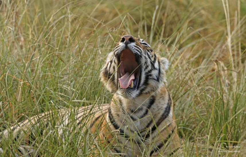 Bengal Tiger - Ranthambore 13 Dec 2024 © Richard Baines