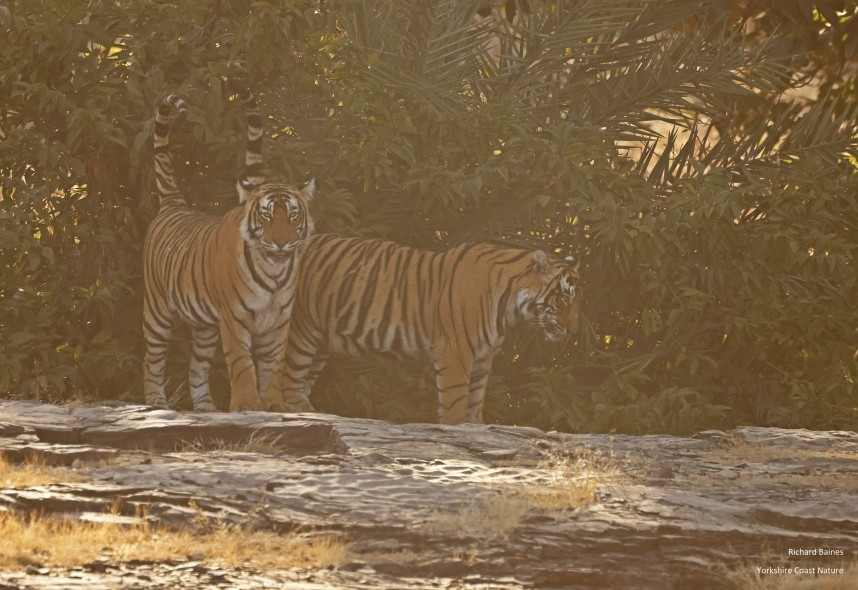 Bengal Tigers - Ranthambore 14 Dec 2024 © Richard Baines