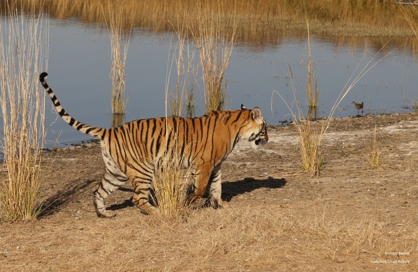 Bengal Tiger and Brown Crake - Ranthambore 14 Dec 2024 © Richard Baines