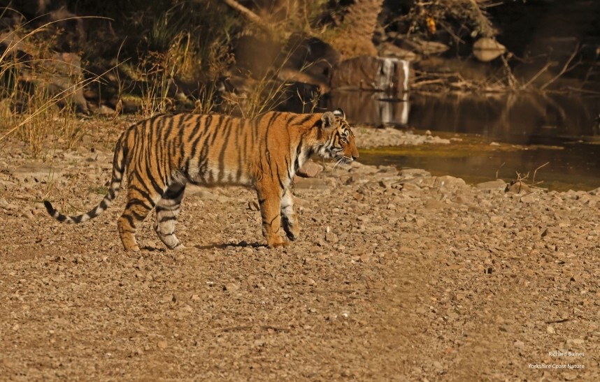 Bengal Tiger (injured male cub) - Ranthambore 14 Dec 2024 © Richard Baines