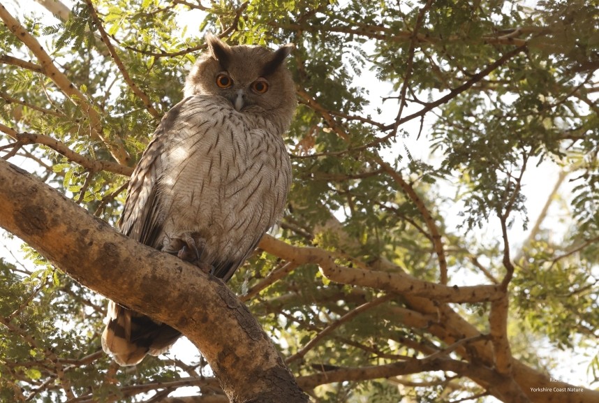 Dusky Eagle Owl - Ranthambore 16 Dec 2024 © Richard Baines