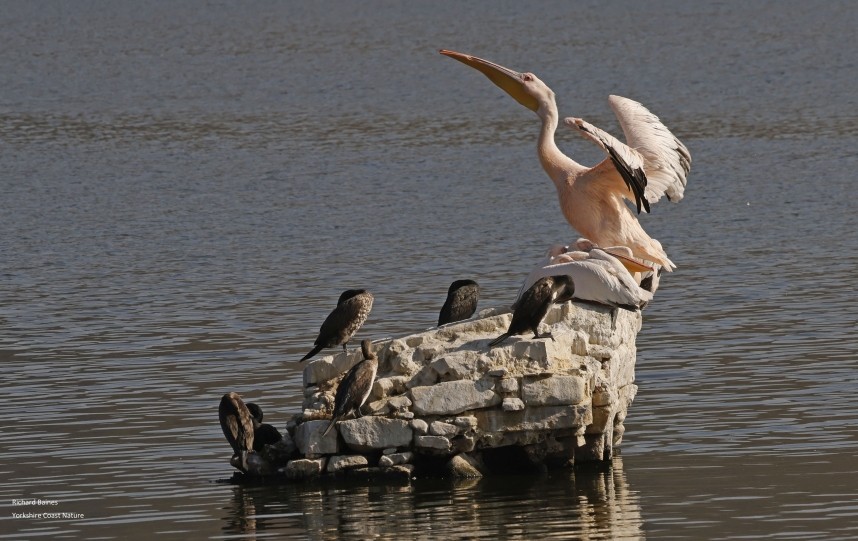 Great White Pelican and Indian Cormorants - Jaipur 11 Dec 2024 © Richard Baines