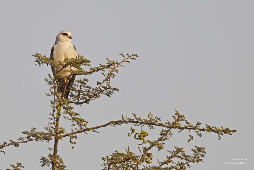 Black-shouldered Kite - Jhalana, Jaipur 12 Dec 2024 © Richard Baines