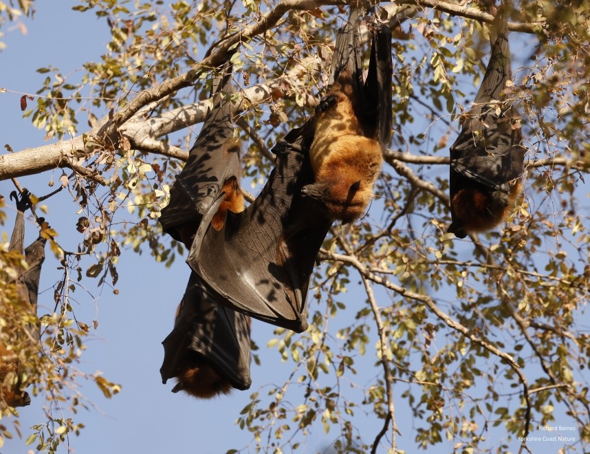 Indian Flying Fox - Ranthambore 13 Dec 2024 © Richard Baines