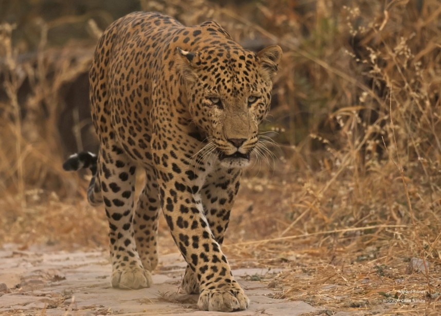 Indian Leopard - Jhalana, Jaipur 12 Dec 2024 © Richard Baines