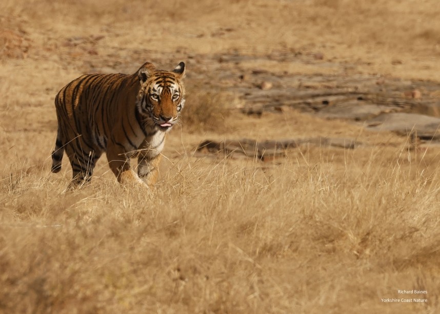 Bengal Tiger - (Arrowhead) Ranthambore 13 Dec 2024 © Richard Baines