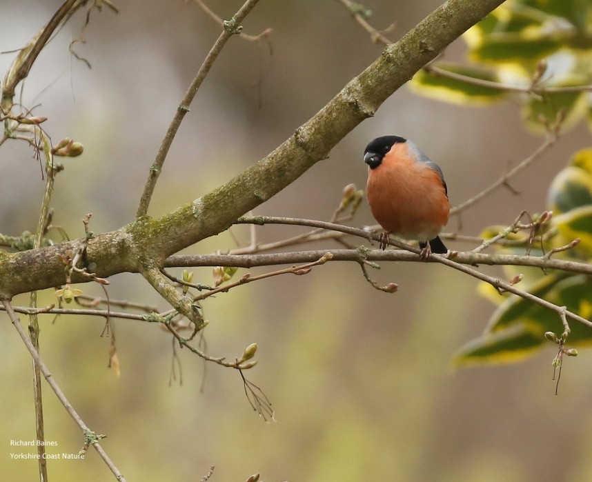 Eurasian Bullfinch (male) © Richard Baines