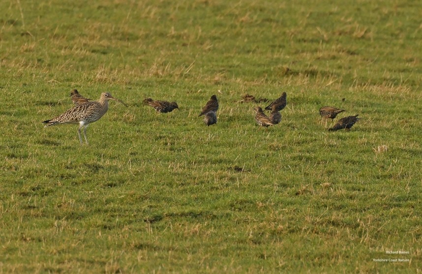 Starlings feeding with Curlew - 25 December 2024 © Richard Baines