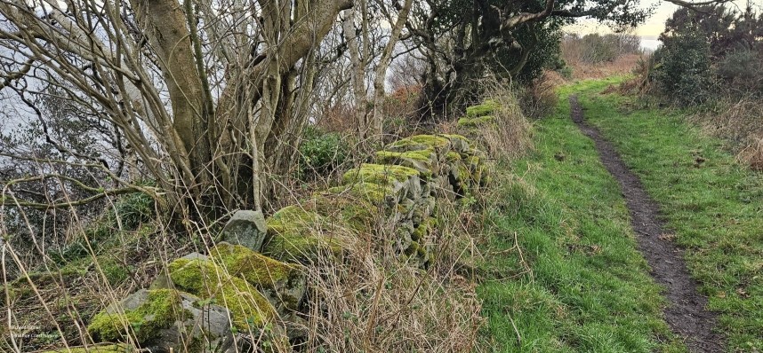 Birch, Hazel and Holly on the path to Hayburn Wyke © Richard Baines