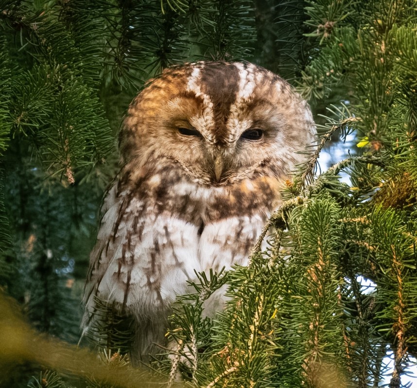 Tawny Owl - Top Hill Low Nature Reserve © Andrea Mapplebeck