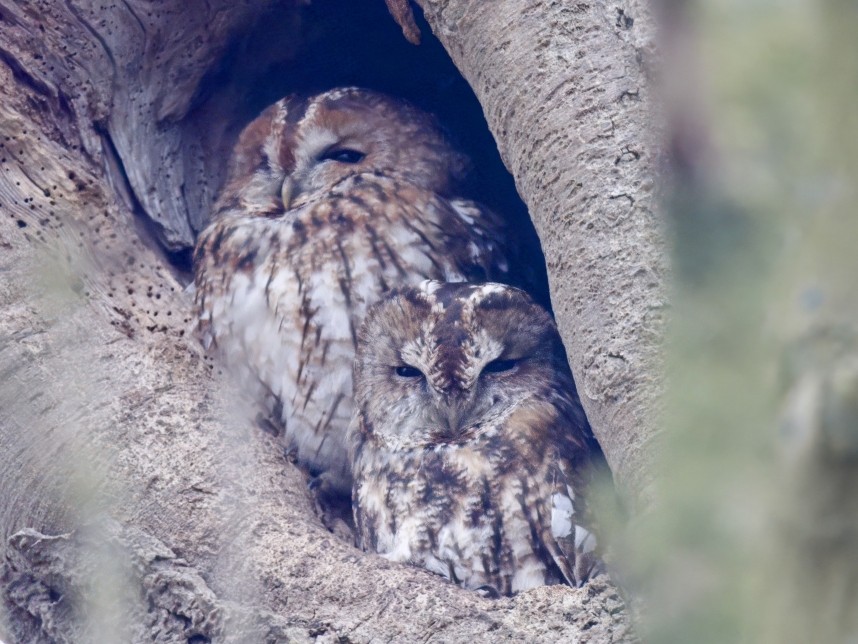 Tawny Owls - Driffield © Andrea Mapplebeck
