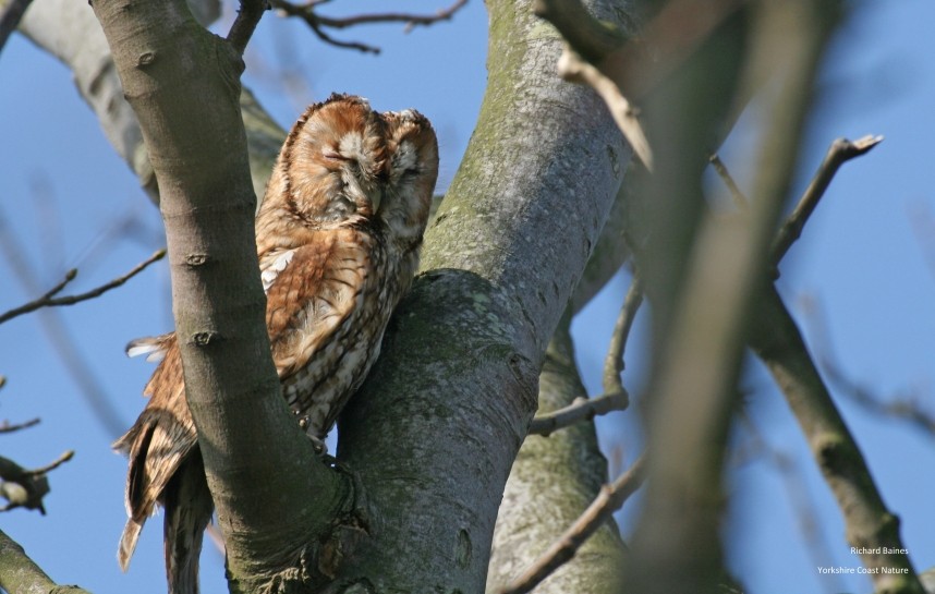 Tawny Owl - Flamborough © Richard Baines