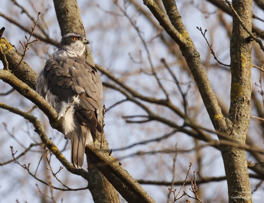 Northern Goshawk (male) - Berlin February 2025 © Richard Baines