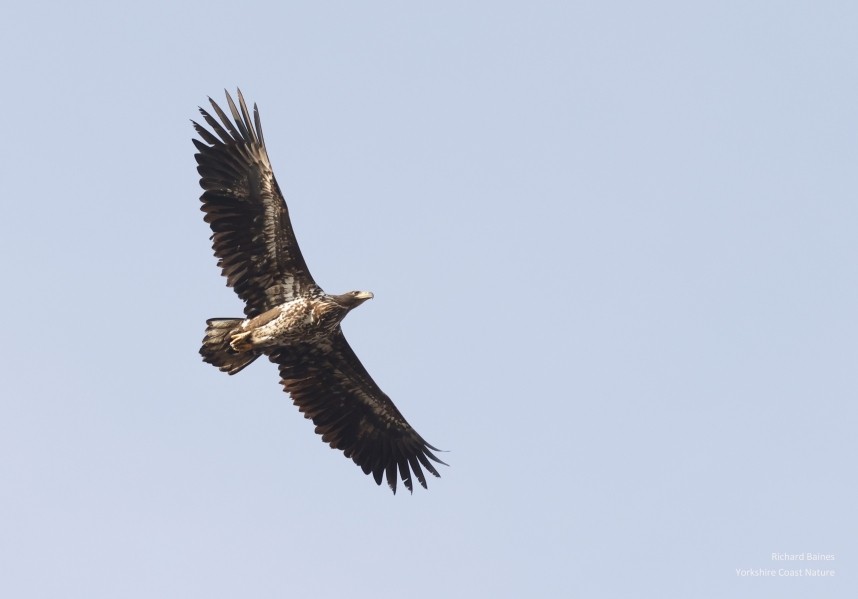 White-tailed Eagle (immature) - Peacock Island February 2025© Richard Baines
