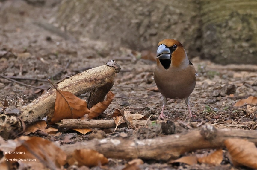 Hawfinch Berlin March 2024 © Richard Baines