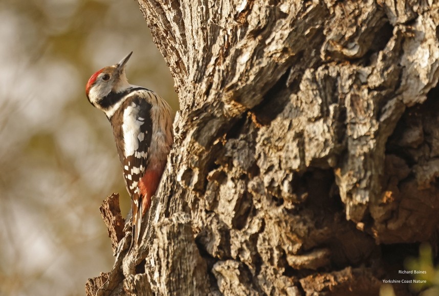 Middle Spotted Woodpecker - Berlin February 2025 © Richard Baines