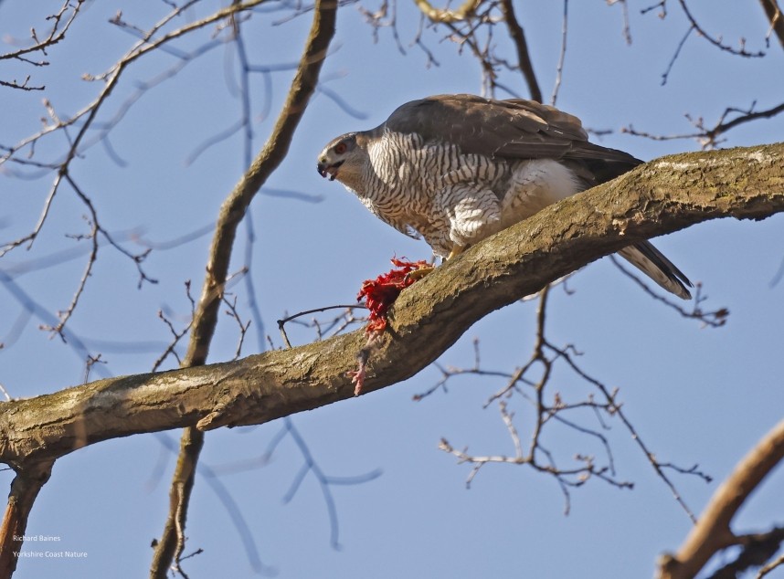 Northern Goshawk (female) - Berlin March 2025 © Richard Baines